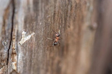 Kırmızı kahverengi karınca makroyu yakından çekmiş. Bir karınca çürümüş bir ağaçta sürünüyor..