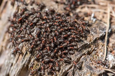 Ahşap bir yüzeyde birçok kırmızı karınca. Fotoğraf yakın planda çekilmiş..