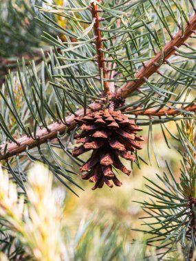 Kozalaklı ağaçtaki çam kozalağının yakın plan fotoğrafı. Koninin rengi kahverengi, iğnelerin rengi yeşil..