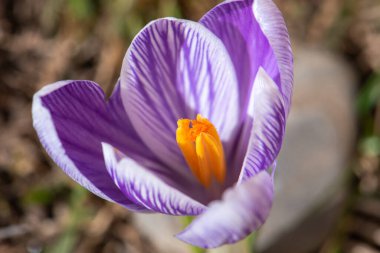 Sarı merkezli bir menekşe çiçeği ön plandadır. Çiçek toprak ve çimlerle çevrili.