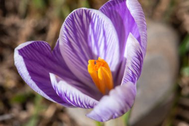 Sarı merkezli bir menekşe çiçeği ön plandadır. Çiçek toprak ve çimlerle çevrili.