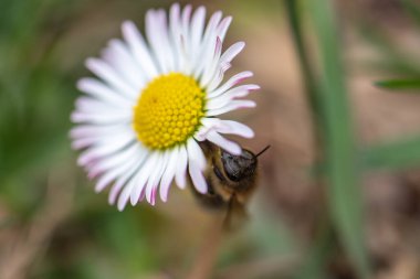 Bir arı papatya çiçeğinin üzerinde oturur. Fotoğraf yakın planda çekilmiş. Makro