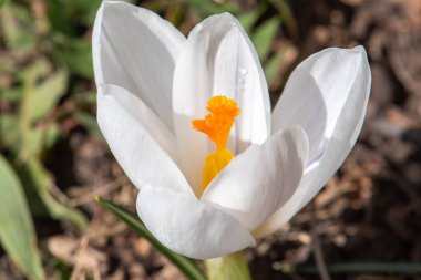 Ön planda sarı merkezli beyaz bir çiçek var. Çiçek toprak ve çimlerle çevrili.