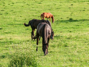 Otlak bir alanda üç at otluyor. Atlar kahverengi ve siyah.