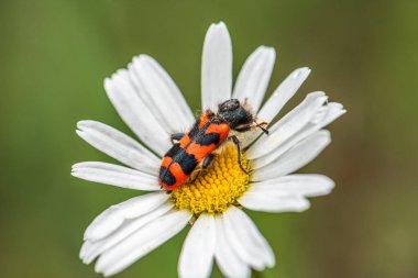 Kırmızı ve siyah bir böcek beyaz bir çiçeğin üzerinde oturuyor. Böcek küçük ve siyah, kırmızı benekli.