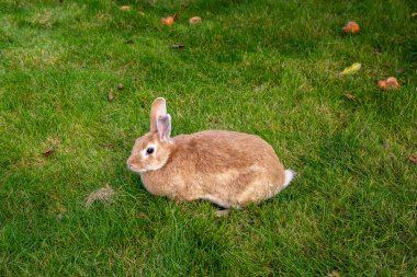 Bir tarlada çimlerin üzerinde bir tavşan yatıyor. Tavşan kahverengi ve beyazdır. Çimler yeşil ve tarla açık.