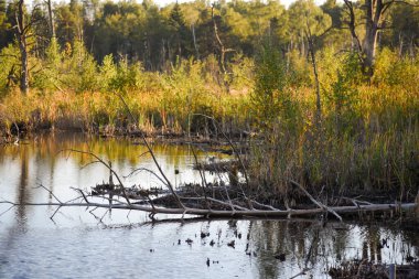 Almanya 'nın Schwenningen kentinde Marshy Gölü doğa rezervi. Arka planda mavi bulutlu bir gökyüzü var..