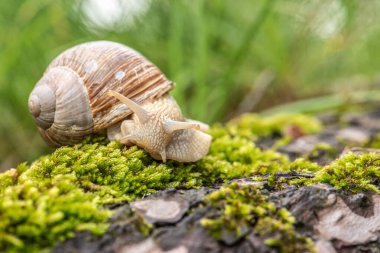 Gri bir salyangoz ormandaki ıslak ağaç kabuklarında sürünür. Bıyığı görebilirsiniz, arkadaki çimenler yeşil. Fotoğraf yakın plan çekilmiş..