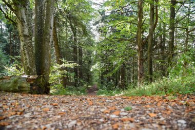 Yeşil sonbahar ormanında orman yürüyüş yolu. Sarı yapraklar ön planda yerde yatıyor. Yol, kompozisyonun ortasında yer almaktadır..