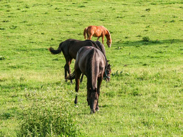 Otlak bir alanda üç at otluyor. Atlar kahverengi ve siyah.