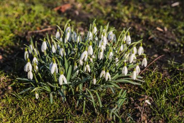 Bir tarlada bir demet beyaz çiçek büyüyor. Çiçekler küçük ve narindir ve çimenlerin her tarafına dağılmışlardır. Huzurlu ve huzurlu bir sahne.