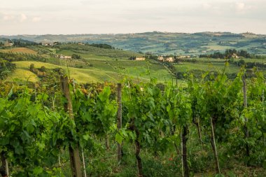 İtalya 'nın Toskana bölgesinde yeşil otantik bir vadinin akşam manzarası Uzakta birçok ev, üzüm bağları ve diğer bitkiler görülebilir Ön planda, yakın planda, üzüm ağaçları.