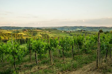 İtalya 'nın Toskana bölgesinde yeşil otantik bir vadinin akşam manzarası Uzakta birçok ev, üzüm bağları ve diğer bitkiler görülebilir Ön planda, yakın planda, üzüm ağaçları.