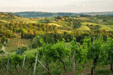 İtalya 'nın Toskana bölgesinde yeşil otantik bir vadinin akşam manzarası Uzakta birçok ev, üzüm bağları ve diğer bitkiler görülebilir Ön planda, yakın planda, üzüm ağaçları.
