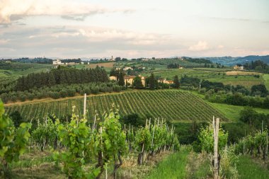Üzüm bağları ve uzakta bir evi olan güzel bir kırsal. Gökyüzü bulutlu ve güneş batıyor.