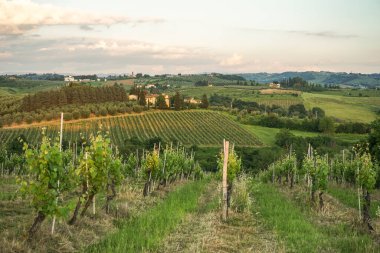 Üzüm bağları ve uzakta bir evi olan güzel bir kırsal. Gökyüzü bulutlu ve güneş batıyor.