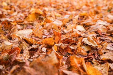 Bir sürü büyük sarı sonbahar yaprakları yerde yatar. Yapraklar alçak açıdan çekilmiş büyük fotoğraflar..