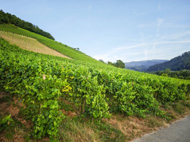 Almanya 'da yemyeşil bir üzüm bağı Breisgau' da arkasında bir tepe var. Gökyüzü açık ve mavi. Üzüm bağı asmalarla dolu ve güneş ışıl ışıl parlıyor.