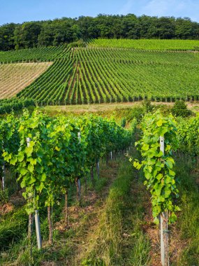 Akşam ışığında yeşil üzüm bağları. Arkanızda ekili ekinlerle dolu bir tarla var. Tarla Almanya 'da, Breisgau topraklarında..