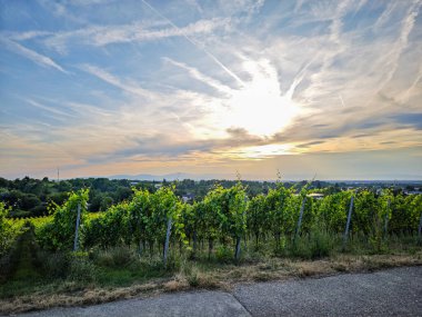 Almanya 'da yemyeşil bir üzüm bağı Breisgau' da arkasında bir tepe var. Gökyüzü açık ve mavi. Üzüm bağı asmalarla dolu ve güneş ışıl ışıl parlıyor.