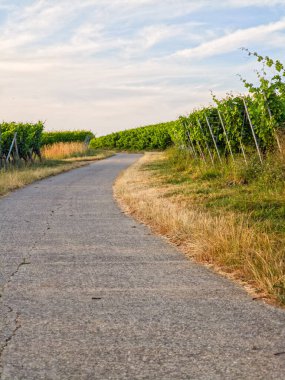 Kırsal yol üzüm bağlarının arasına gidiyor. Yol çok dolambaçlı ve akşam ışığında çekildi. Akşam gökyüzü açık, mavi ve bulutlu..