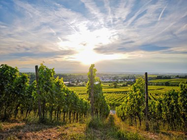 Almanya 'da yemyeşil bir üzüm bağı Breisgau' da arkasında bir tepe var. Gökyüzü açık ve mavi. Üzüm bağı asmalarla dolu ve güneş ışıl ışıl parlıyor.
