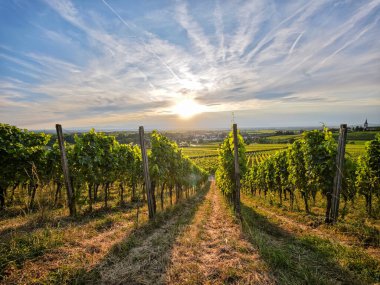 Almanya 'da yemyeşil bir üzüm bağı Breisgau' da arkasında bir tepe var. Gökyüzü açık ve mavi. Üzüm bağı asmalarla dolu ve güneş ışıl ışıl parlıyor.