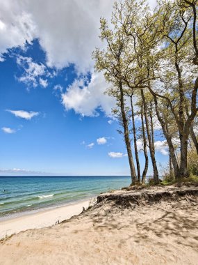 Kaliningrad Rusya 'da Baltık Denizi' nde bir sahil. Arkasında su ve ağaçlardan oluşan bir gövde var. Gökyüzü mavi ve ağaçlar yeşil