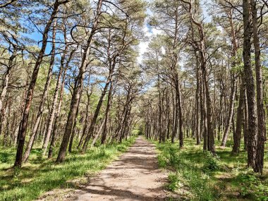 İki tarafında ağaçlar olan bir ormanın içinden geçen bir patika. Yol ağaçlarla kaplı ve yemyeşil bir ormanla çevrili. Gökyüzü açık ve güneş ışıl ışıl parlıyor. Huzurlu bir hava yaratıyor.