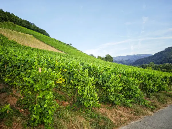 Almanya 'da yemyeşil bir üzüm bağı Breisgau' da arkasında bir tepe var. Gökyüzü açık ve mavi. Üzüm bağı asmalarla dolu ve güneş ışıl ışıl parlıyor.
