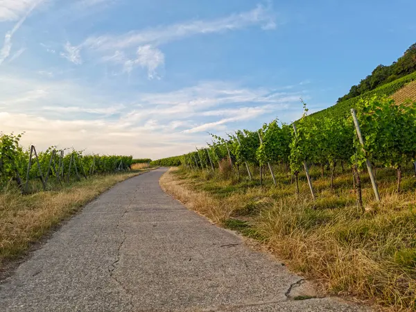 Kırsal yol üzüm bağlarının arasına gidiyor. Yol çok dolambaçlı ve akşam ışığında çekildi. Akşam gökyüzü açık, mavi ve bulutlu..