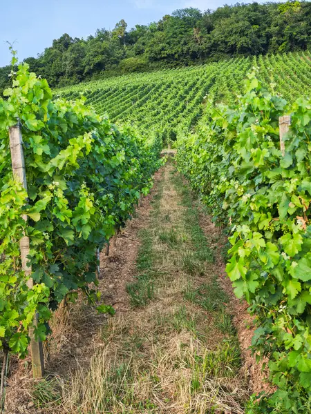 Üzüm ağaçları arasında bir patika, bir tarlaya giden bir yol. Fotoğraf akşamüstü gün batımında çekildi..
