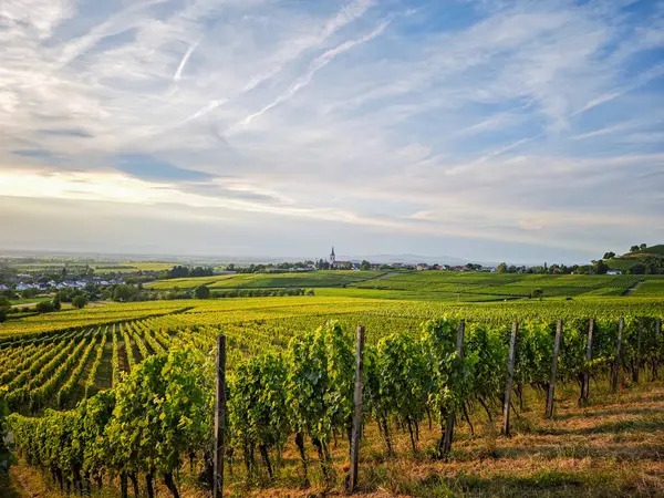 Almanya 'da Breisgau' nun arka planında bulutlu bir gökyüzü olan üzüm asmaları tarlası. Gökyüzü mavi ve bulutlar beyaz