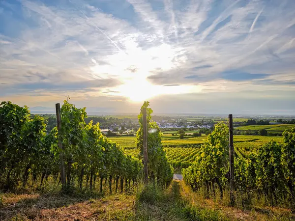Almanya 'da yemyeşil bir üzüm bağı Breisgau' da arkasında bir tepe var. Gökyüzü açık ve mavi. Üzüm bağı asmalarla dolu ve güneş ışıl ışıl parlıyor.