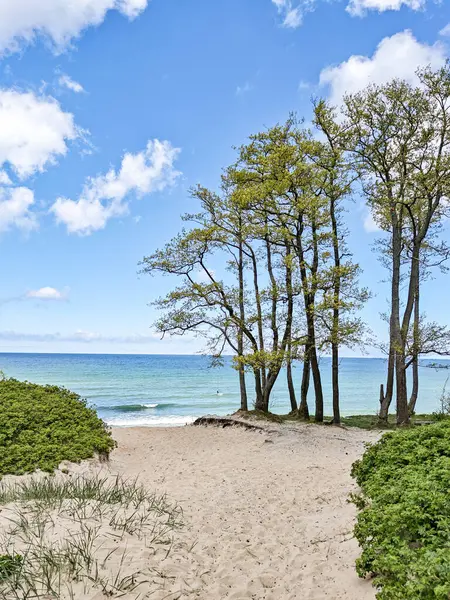 Kaliningrad Rusya 'sında Baltık Denizi' ne giden yolu olan bir sahil. Gökyüzü mavi ve su sakin.