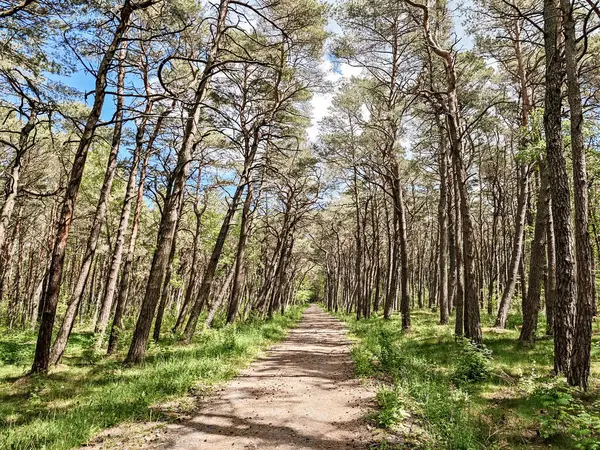 İki tarafında ağaçlar olan bir ormanın içinden geçen bir patika. Yol ağaçlarla kaplı ve yemyeşil bir ormanla çevrili. Gökyüzü açık ve güneş ışıl ışıl parlıyor. Huzurlu bir hava yaratıyor.