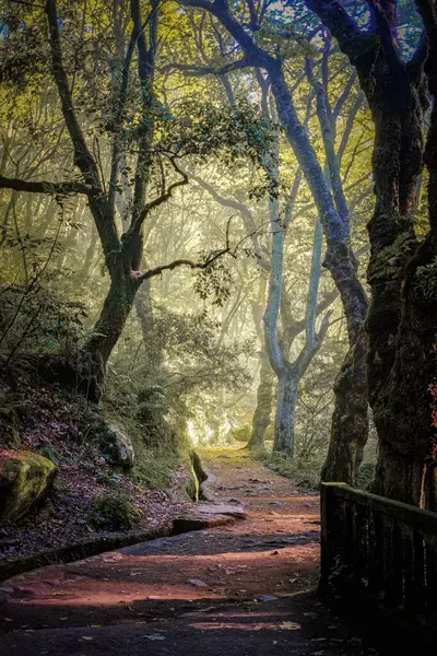 Levada dos Balcoes, Madeira - A misty forest path illuminated by soft light. Tall trees with lush green leaves create a peaceful, enchanting atmosphere. 