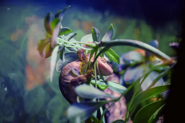 A close-up of a gecko on a plant with vibrant blue lighting in the background, National Aquarium, Malta.