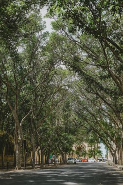 Floriana, Malta - Yaprakların arasından süzülen güneş ışığıyla kaplı, huzurlu ve sakin bir şehir atmosferi gösteren bir sokak.