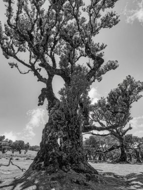 Fanal Ormanı, Madeira 'da eğri büğrü bir ağaç gövdesi ve dallarının yakın plan siyah ve beyaz görüntüsü..