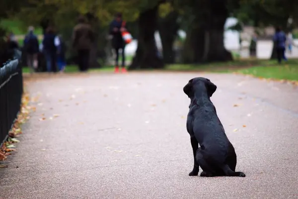 Siyah bir köpek bir parkta sabırla oturur ve uzaktaki insanları izler..