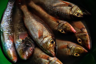 Yeşil bir kabın içinde suya batmış taze yakalanmış birkaç balığın yakın çekim görüntüsü, pulların ve gözlerin dokusunu ve rengini gösteriyor..