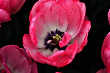 Beyaz merkezli ve koyu renkli Lale çiçekleri yakın plan..