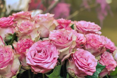 Yumuşak doğal ışıkta yeşil yaprakları olan canlı pembe güller. Romantizmi ve kutlamaları ifade ediyor..