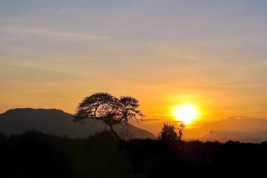 Günbatımında yalnız bir akasya ağacı olan Afrika savanası, sıcak turuncu gökyüzü ve uzak tepelerin yumuşak silueti.