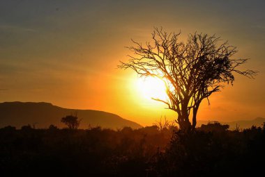 Güneşin doğuşuyla birlikte Afrika manzarası. Yalnız bir ağaç silueti ve uzak tepeler, altın ışıkla yıkanmış..