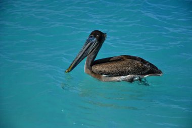 Bir çöl manzarasında dromedary devenin yüzüne yakın çekim. Hayvan ağzını biraz açarak ileriye bakıyor..