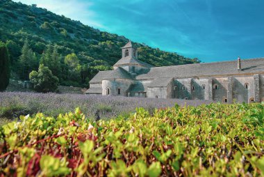 Tarihsel taş manastırı Provence 'da açık mavi gökyüzünün altında çiçek açan lavanta tarlalarıyla çevrili.