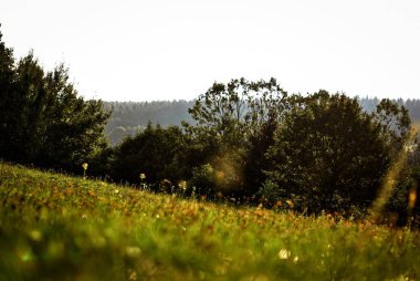 Yaz çayırlarında kır çiçekleri ve yumuşak güneş ışığı altında ağaçlar, sıcak öğleden sonra ışığında kırsal alan..