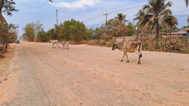 Kamboçya 'nın Prey Nob bölgesindeki tozlu kırsal bir yolda yürüyen inekler. Arka planda palmiye ağaçları ve elektrik hatları var..